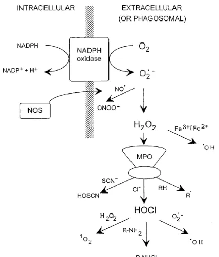 Figure 10: Représentation schématique des réactions d'oxydation (Hampton et al., 1998)