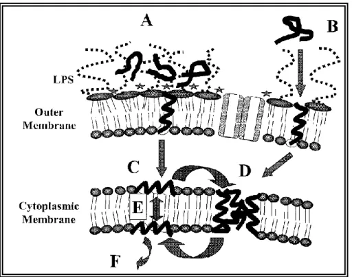 Figure 13 : Mécanisme proposé de l‟action des PAC vis-à-vis de l‟enveloppe cellulaire des  bactéries à Gram négatif (Hancock et Chapple, 1999)