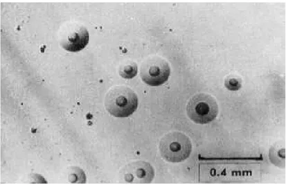 Figure 3 : Photographie de colonies d’Acholeplasma laidlawii au microscope (G x 50) montrant l’aspect typique en « œuf sur le plat » (Razin and Oliver, 1961).