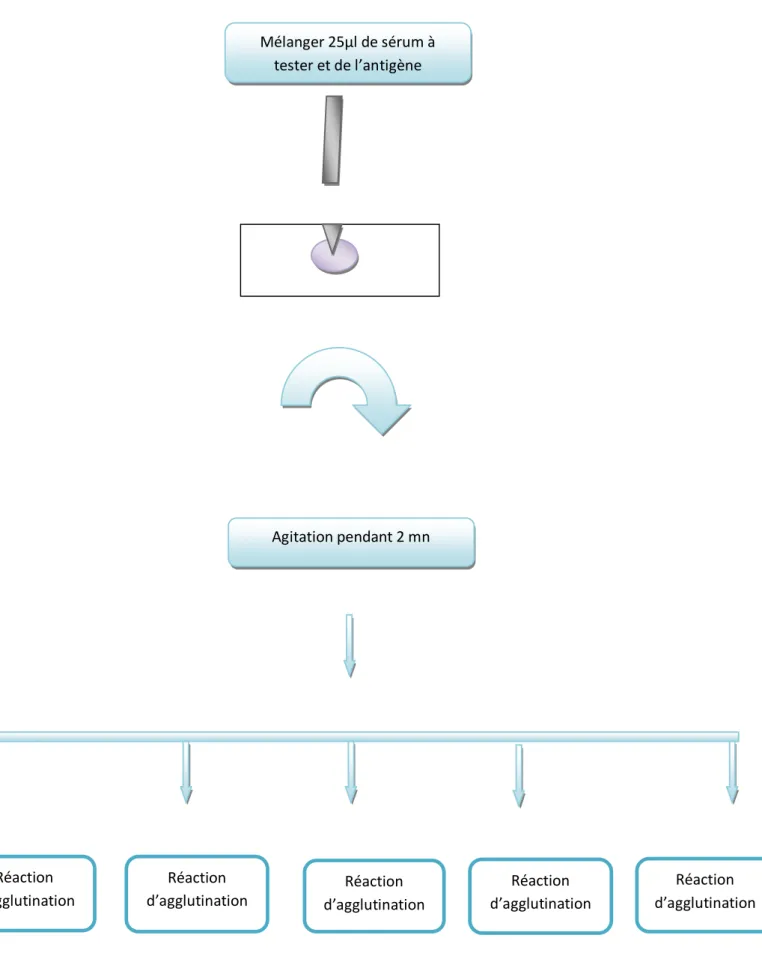 Figure 5 : Protocole de l’analyse sérologique avec le test d’ARLMélanger 25µl de sérum àtester et de l’antigèneAgitation pendant 2 mnRéactiond’agglutinationRéaction