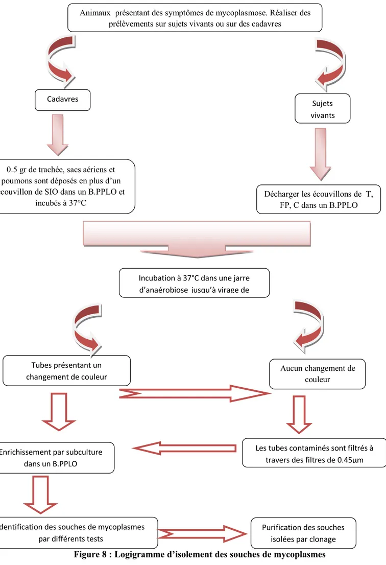 Figure 8 : Logigramme d’isolement des souches de mycoplasmesAnimaux présentant des symptômes de mycoplasmose