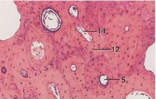 Figure 2 : os compact, humérus décalcifié de poulet : 5-canal de Havers 12-ostéocyte 14-canal de Volkmann  (Bacha et Bacha, 2000)
