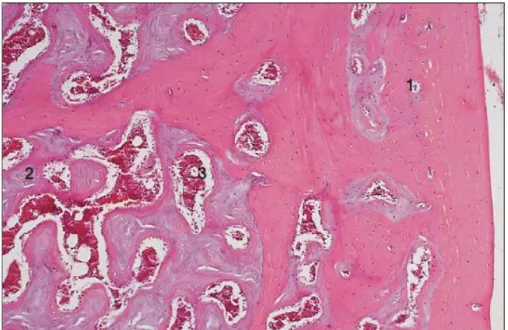 Figure 3 : os médullaire : tête d’humérus de poulet : 1-os cortical éosinophile 2-os médullaire basophile             