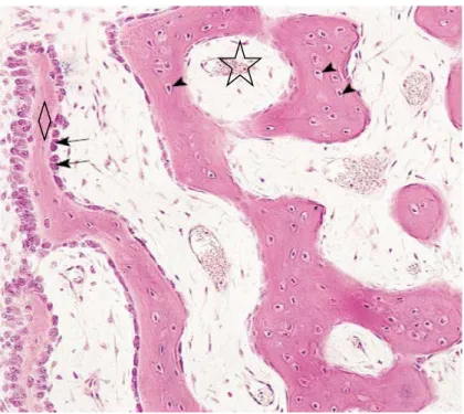 Figure 6 : ossification intra-membraneuse. (Gartner et Hiatt, 2002) Formation de trabécules    et début de 