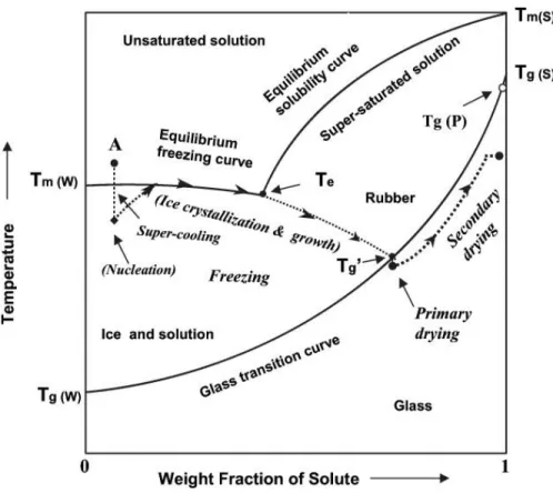 Figure 2.4 Diagramme de phase d’une formulation où le soluté (S) demeure amorphe pendant la  congélation
