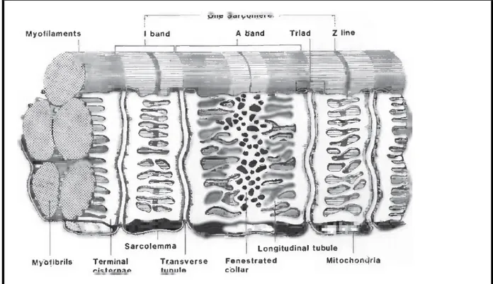 Figure 02:Diagramme des tubules T et le réticulum sarcoplasmique en vue longitudinale du  muscle squelettique  (Pearson et Young, 1989)