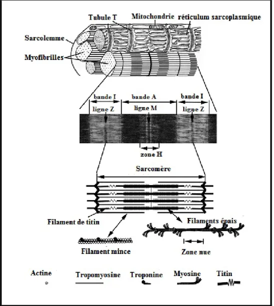 Figure 04 : Microstructure d’une fibre musculaire  (Guo et Greaser, 2017)