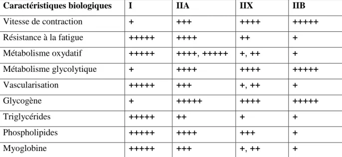 Tableau 01:Caractéristiques biologiques des principaux types de fibres musculaires  (1) 