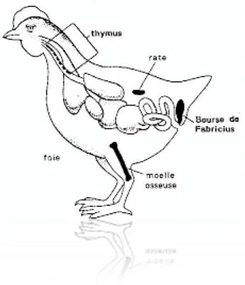Figure 4 : les organes lymphoïdes périphériques (Lematieu, 2004). 