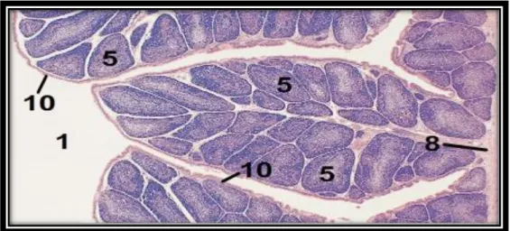 Figure 6 : Structure histologique de la BF. x 12,5 (Bacha et Bacha, 2012).  