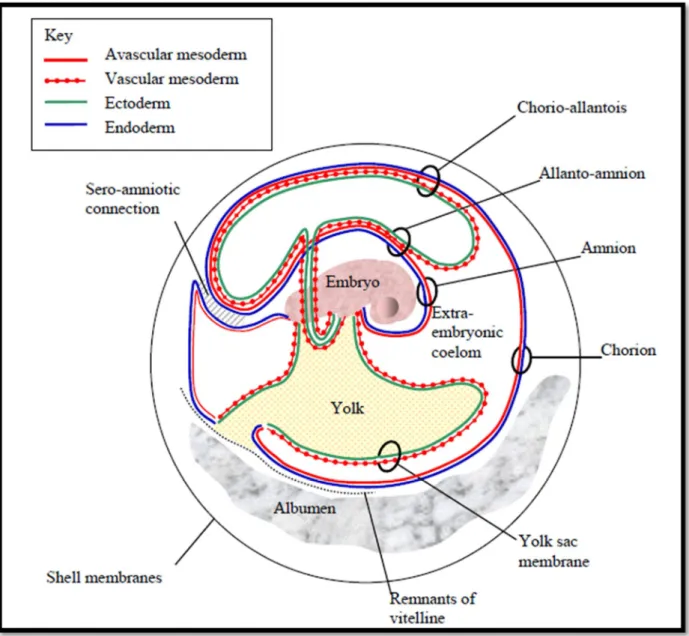 Figure 5: Représentation schématique des membranes et du fluide extra-embryonnaires (Baggott, 2009).