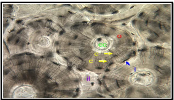 Figure 9 : Structure de l’os compact (x 400) (Eurell et Frappier, 2006). O : osteon, CC : canal central, L : lacune, C : canaliculi, il : lamelles interstitielles.