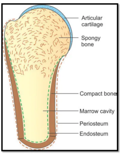 Figure 11: Quelques caractéristiques de la structure osseuse dans une coupe longitudinale à travers une extrémité d'un os long (Neelam et Sabita, 2014).