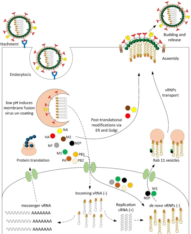 Figure 2-2 General steps in the infection cycle of influenza virus. First, the binding of virions to  the cellular membrane and internalization in endosomes take place