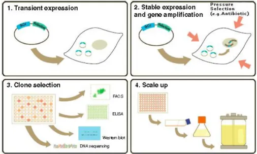 Figure  2-4  General  method  followed  to  create  a  stable  cell  line  for  large-scale  production  of  recombinant  protein