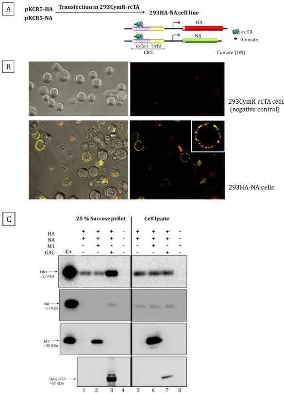 Figure  3-1  Development  of  the  293HA-NA  stable  cell  clone  and  analysis  of  VLPs  production  efficiency