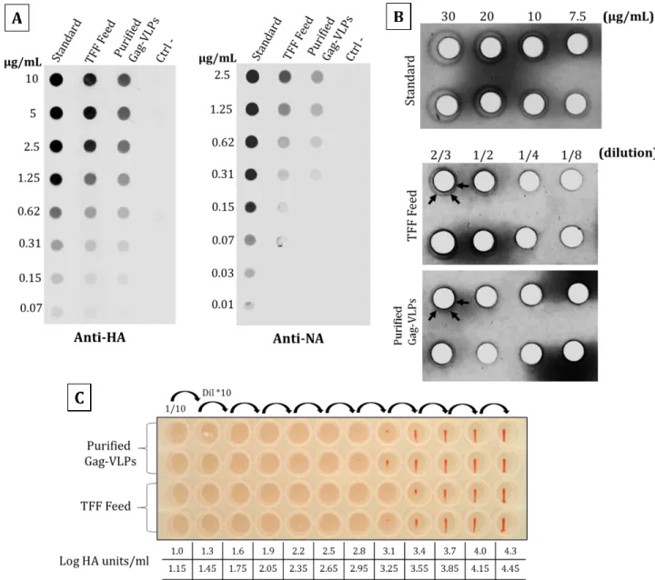 Figure 3-4 Quantification of HA and NA on influenza Gag-VLPs before and after TFF. (A) Dot- Dot-Blot using anti-HA and anti-NA antibodies