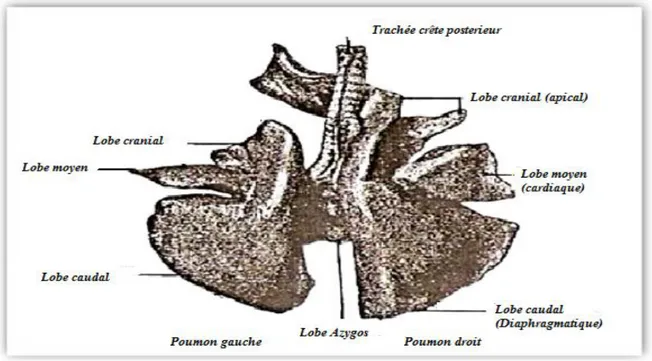Figure 07 : Anatomie des poumons de mouton (Bressou., 1978).