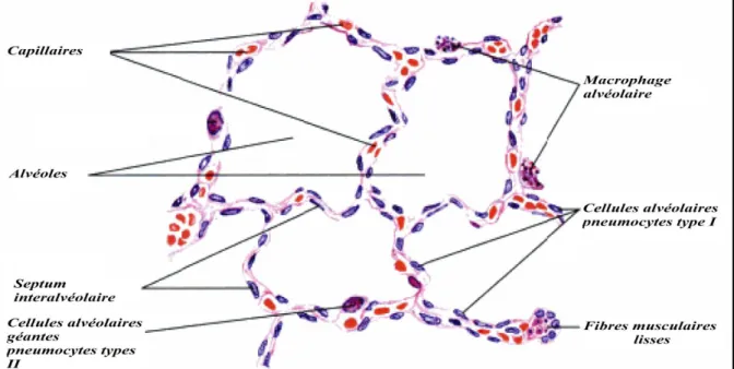 Figure 09: Parois alvéolaires et cellules alvéolaires (Eroschenko., 2008)