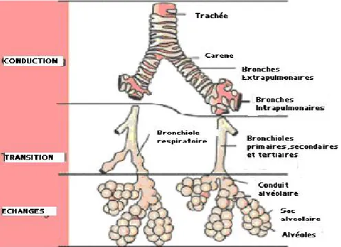 Figure n° 07 : Représentation schématique de l’ensemble des structures pulmonaires (Akloul,