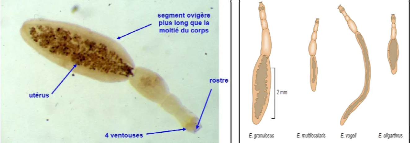 Figure 2 : structure d’E.gr d’Echinococcu