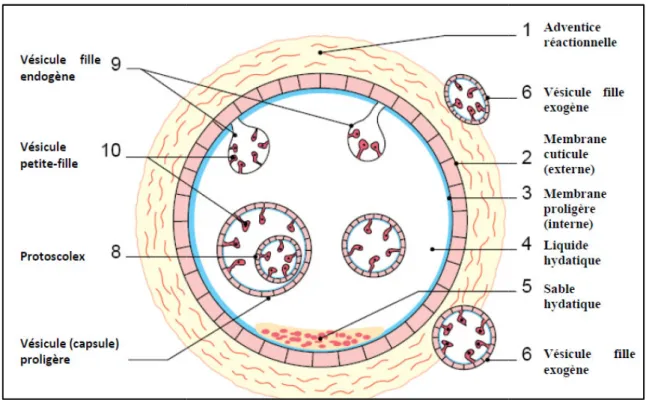 Figure 3 : Stru