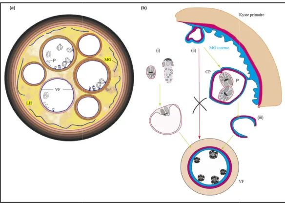 Figure 5. Développement  de membrane germinale. (b) d