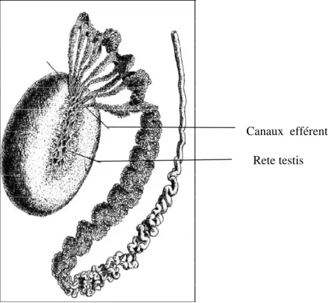 Figure n°8 :  un schéma d’un testicule, d’un épididyme, et des canaux efférents d’un être   humain (Knobil et al., 2006)