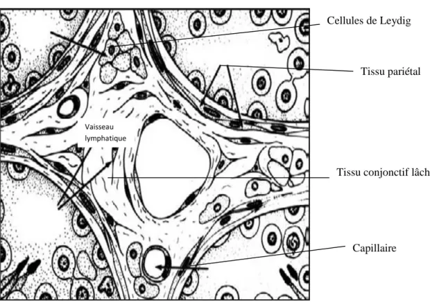 Figure n°12:  Diagramme illustrant l’anatomie du tissu interstitiel des testicules                     de divers mammifères (homme, singe et le bélier) (Knobil et al., 2006)