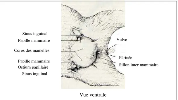 Figure 01: Conformation extérieure de la mamelle chez la brebis (Barone, 1978). 