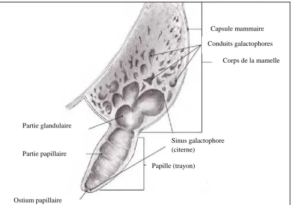 Figure 03: Anatomie de la mamelle des ruminants   (Constantinescu et Constantinescu, 2010) 