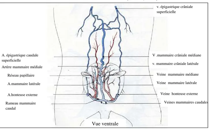 Figure 04 : Artères et veines des mamelles chez la brebis (Barone, 1978). 