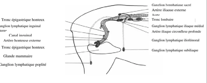 Figure 05 : Schéma illustrant les voies du drainage lymphatique de la glande mammaire chez  la brebis (Heath et Kerlin, 1986)