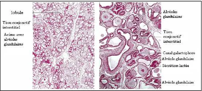 Figure 07 : Coupes histologiques du tissu glandulaire mammaire bovin   (Bragulla et König, 2004)
