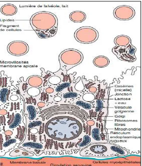 Figure 09: Représentation schématique d’une cellule épithéliale mammaire complètement  différenciée (Houdebine, 2007) 