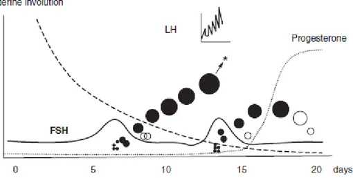 Figure N°4 : schémas de la reprise de l'activité cyclique de l'ovaire chez une vache laitière  pendant les 20 premiers jours postpartum 