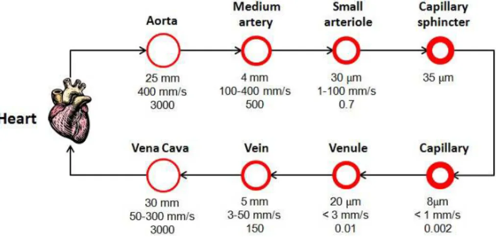 Figure  3-3  Schematic  representation  of  human  cardiovascular  system  vessels.  Vessels’ main parameters depicted are inner diameter, average blood flow speed  and Reynolds number adapted from [72]