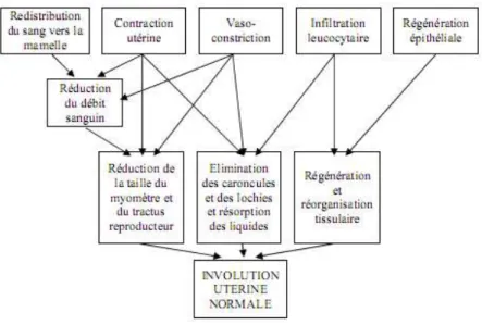 Fig. n°05 : Phénomènes impliqués dans le processus normal d'involution utérine chez la  