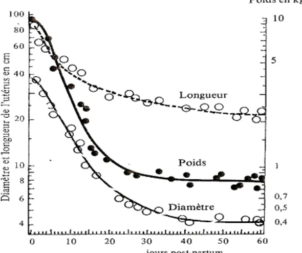 Fig. n°06  : Evolution du poids, de la taille et de la longueur de l’utérus au cours de 