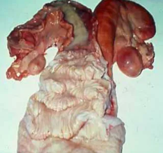 Fig. n°07 : Métrite chez la vache  (physiologie.envt.fr) 