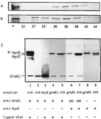 FIG. 5. Binding of the large subunit of HYD3 (HycE) by chaperonins. The large subunit of HYD3 (HycE) was synthesized in vitro by a cell-free  transcrip-tion-translation system prepared from anaerobically grown E