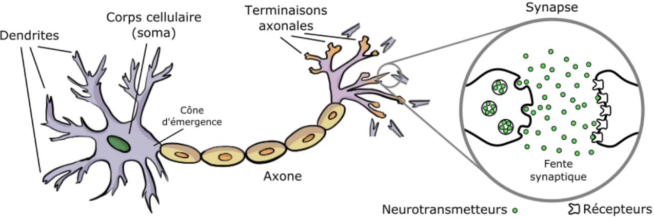 Figure 1.2 Schéma d’un neurone biologique