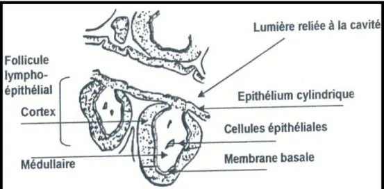 Figure 04 : Structure de la bourse  de Fabricius (Bach, 1986). 