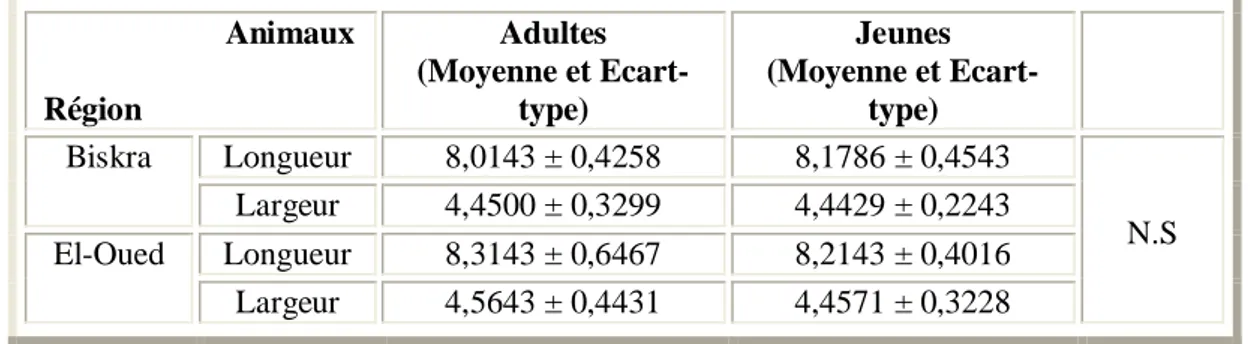 Tableau 15 : Influence de l'âge des Dromadaires sur la taille des hématies (N = 14).                       Animaux Région Adultes (Moyenne et Ecart-type) Jeunes (Moyenne et Ecart-type) Longueur  8,0143  ±  0,4258 8,1786 ± 0,4543Biskra Largeur  4,4500  ±  0