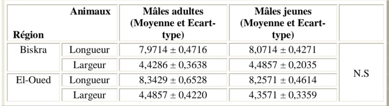 Tableau 19 : Influence de l'âge des Dromadaires mâles sur la taille des hématies (N = 07).