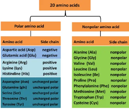 Figure 2.8: The 20 amino acids found in proteins. 