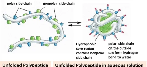 Figure 2.9: A protein consists of a polypeptide backbone with attached hydrophobic and  hydrophilic side chains