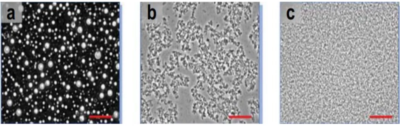 Figure 2.11: Phase contrast micrographs of the different structures that can be formed during the  electrostatic complexation of proteins and polysaccharides: (a) coacervates; (b) insoluble 