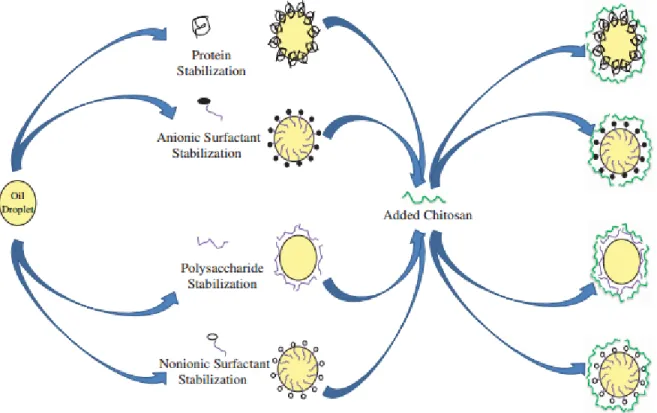 Figure 2.16: Scheme illustrating the potential electrostatic interactions of chitosan at the surface  of emulsion droplets [89]