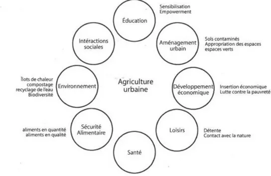 Fig. 23 : Multifonctionnalité de l’agriculture urbaine 